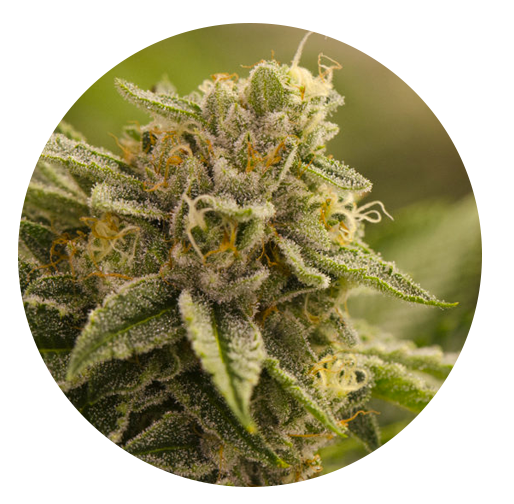 Uncle-kush